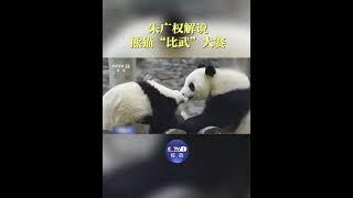 朱广权在中国大熊猫保护研究中心，遇到熊猫“比武”，现场来了段解说，网友：战况多少有些“激烈”呀～ | CCTV