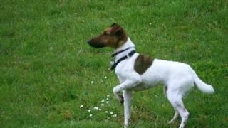 Smooth Fox Terrier vs. Ducks