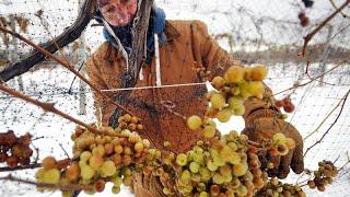 Ein frostiger Gaumenschmaus: Eisweinlese im Burgenland beginnt