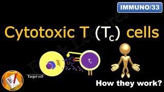 Cytotoxic T  (Tc)  cells or Killer T cells (FL-Immuno/33)