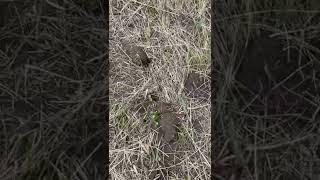 Первые всходы льна масличного посеяного в залеж