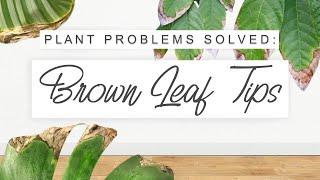 Brown Leaf Tips / Edges! Why It Happens + How To Fix It  Common Indoor Plant Problems SOLVED 