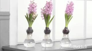 Timelapse - Hyacinths