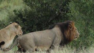 Ndhzenga Male Lion with Ntsevu Pride | 16 March 2024