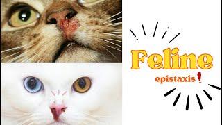 Nosebleeds in cats ، First Aid! ‍⬛ #cat