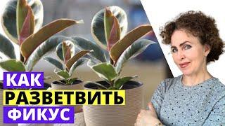 Как заставить ФИКУС ветвиться