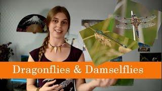 The difference between a dragonfly and a damselfly