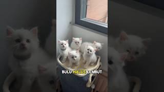 Cute Cats All #cat #catlover #cutecat