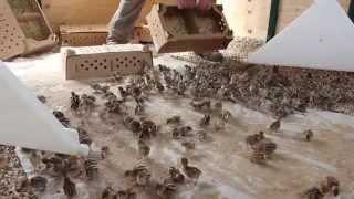 Quill Productions - How To Set Up a Partridge Chick Pen