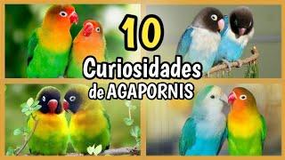 AGAPORNIS - 10 Curiosidades de los Agapornis, Inseparables o Pájaros del Amor