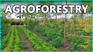 Agroforestry Systems and Sustainable Agriculture