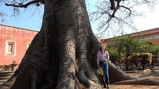 HACIENDA de San Diego, San Luis Potosi y Su Arbol donde Colgaban a los Ladrones - ALMA Coronel