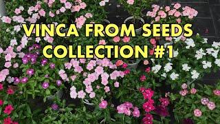 VINCA FLOWER FROM SEEDS COLLECTION #1 | Little SQFT