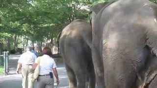 Elephants walking through Southwick's Zoo