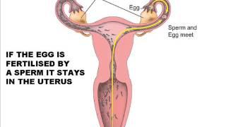 REPRODUCTIVE SYSTEM