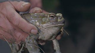 Sonoran Desert Toad Psychedelics