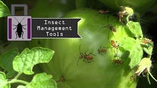 IL 1.4: Control: What tools can I use to manage insects?