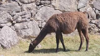 Me fui Machu Picchu Perú Francisco Shibata Julio 2019