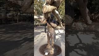 Atlas, l'homme qui soutient l'arbre le plus ancien de la ville.  #art #monument #metal #mister