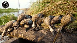 Teal Hunting in South Louisiana | HUNT, CLEAN, COOK!