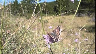 Pyrgus cirsii (Hespérie de Rambur) femelle butinant