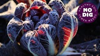 Grow chicory for beautiful hearts of radicchio, dense and bittersweet, or for chicons