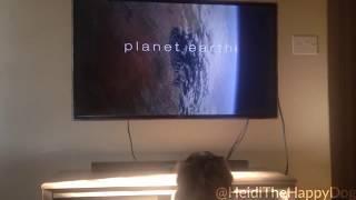 Heidi The Dog Watching Planet Earth