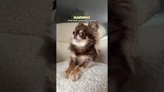 Terrifying Dog SCREAM / Did she scare you?? 🫣