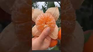 Top 10 Surprising Facts About Food  #shorts #foodfacts #balramjha
