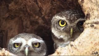 SPOTTED OWLET (FEMALE AND JUVENILE)