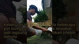 MENYEDIAKAN MEDIA TANAM SAMBIL MENUNGGU BENIH RUMPUT UNTUK KELINCI YANG MASIH DI RENDAM #shorts