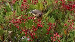 Cedar Waxwing Feeding on Toyon Berries