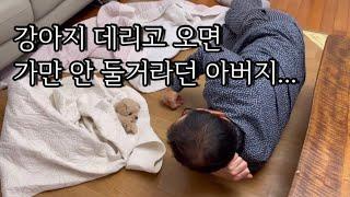 강아지 데리고 오면 쫓아낼거라던 아버지 | 말티푸 | 강아지 브이로그