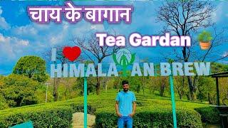 Tea gardan vlog || chai  ki kheti kaise ki jati hai  ॥Himachal pradesh me tea gardan || #vlog