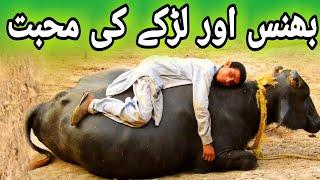 Qurbani Ky Janwar Bhans | Bhans aur Larky K Pyar Dhaky | vlog | Ansari Star | Eid k Janwar Bakra Cow