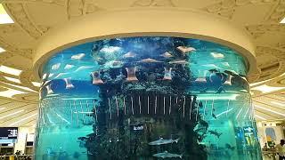 meet the biggest aquarium in Saudi arabia || jeddah airport