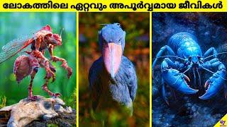 Rarest Animals On Earth That Are Only Seen Few Times | Facts Malayalam | 47 ARENA