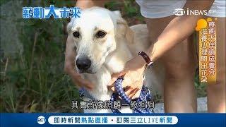 這些狗狗身負重任! 全台唯一療癒犬在這邊 用陪伴幫助特教兒童｜記者 紀宛宜 古高樹｜【薪動大未來】20171026｜三立新聞台