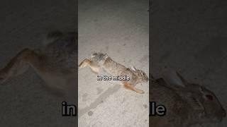 I tried saving a bunnies life..