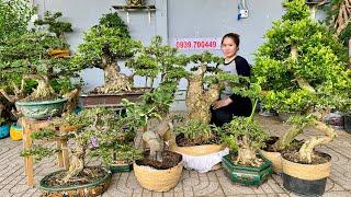 Cây cảnh Đẹp Già Quái 0939700449 Thúy An 6/3 mới về lô bonsai đa dạng, giao lưu toàn quốc