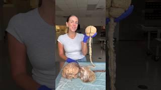  The Human Nervous System!  #brain #spinalcord #humanbody #anatomy #science #teacher #education