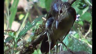 Clamorous Reed Warbler Bird