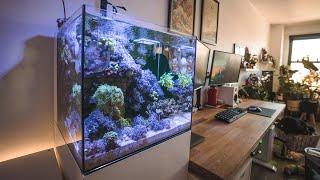 Waterbox 20 Gallon Reef Tank Update Tour 2020