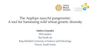 The Aegilops tauschii pangenome - A tool for harnessing wild wheat genetic diversity