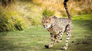 Cheetah Running At Top Speed On A Race Track!