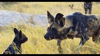 Robotic Spy Puppy Meets Wild Dogs