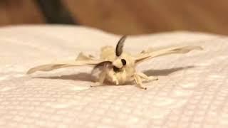 Adorable fuzzy silk moth