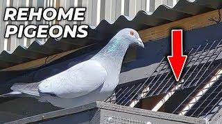 Rehome Pigeons To A New Loft!