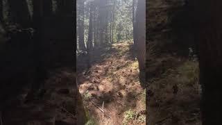 pinecones in a forest #shorts