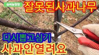 사과나무 초보농사꾼 사과묘목 잘못된만남